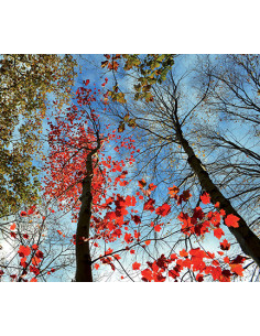 Immagine gabbia Sfondo Adesivo Per Schiena 115X31