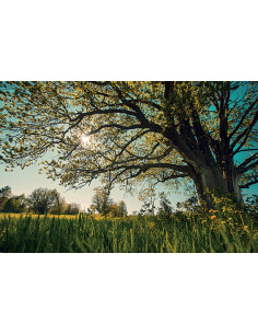 Immagine gabbia Sfondo Adesivo Per Schiena 85X38 (90X40)